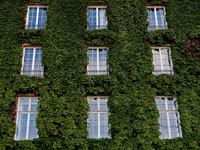 ivy covered brick wall